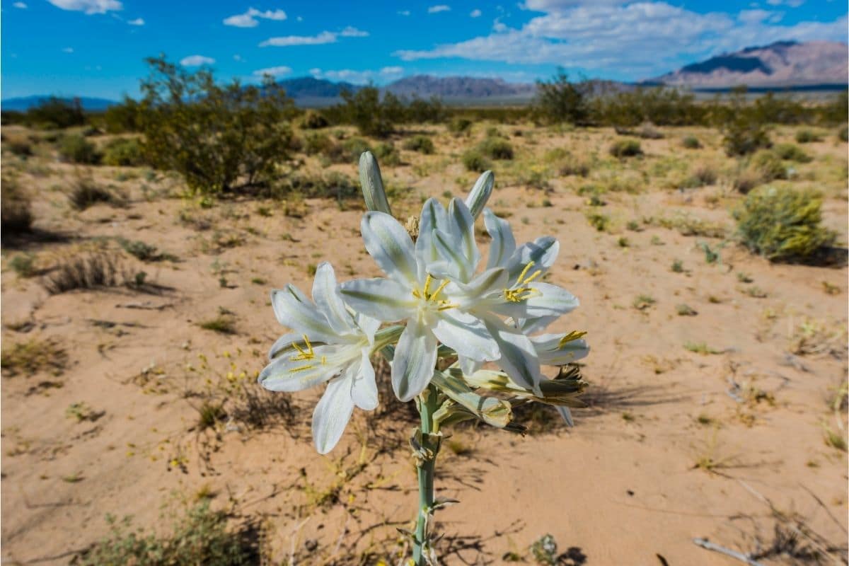 Desert Lily Hesperocallis Undulata