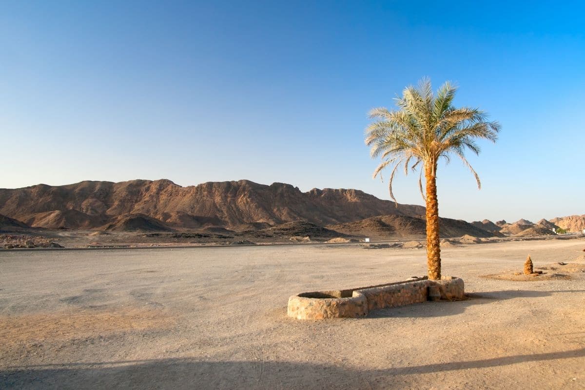 Desert Palm Trees