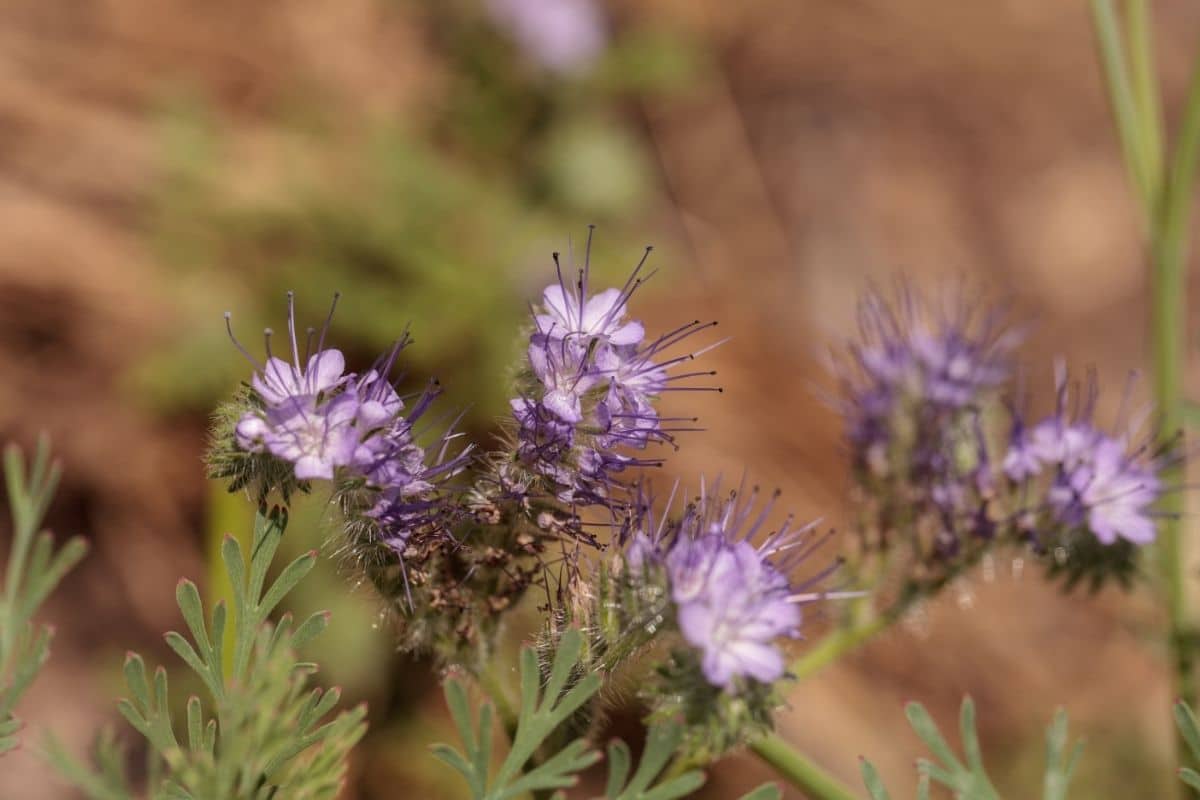 Desert Sage Salvia Dorrii