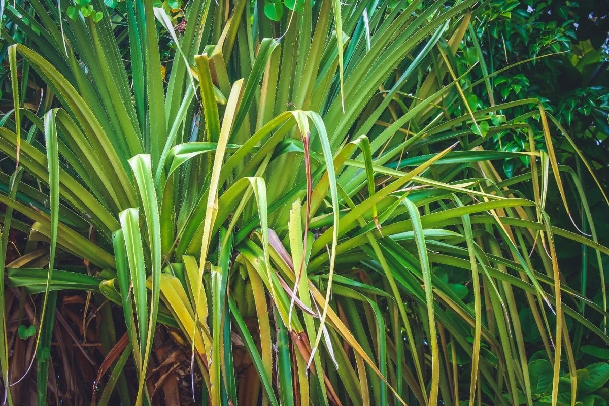 Dracaena Marginata Red Edged Dracaena