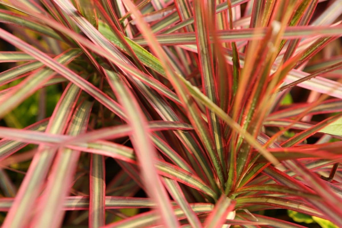 Dracaena Marginata Tricolor