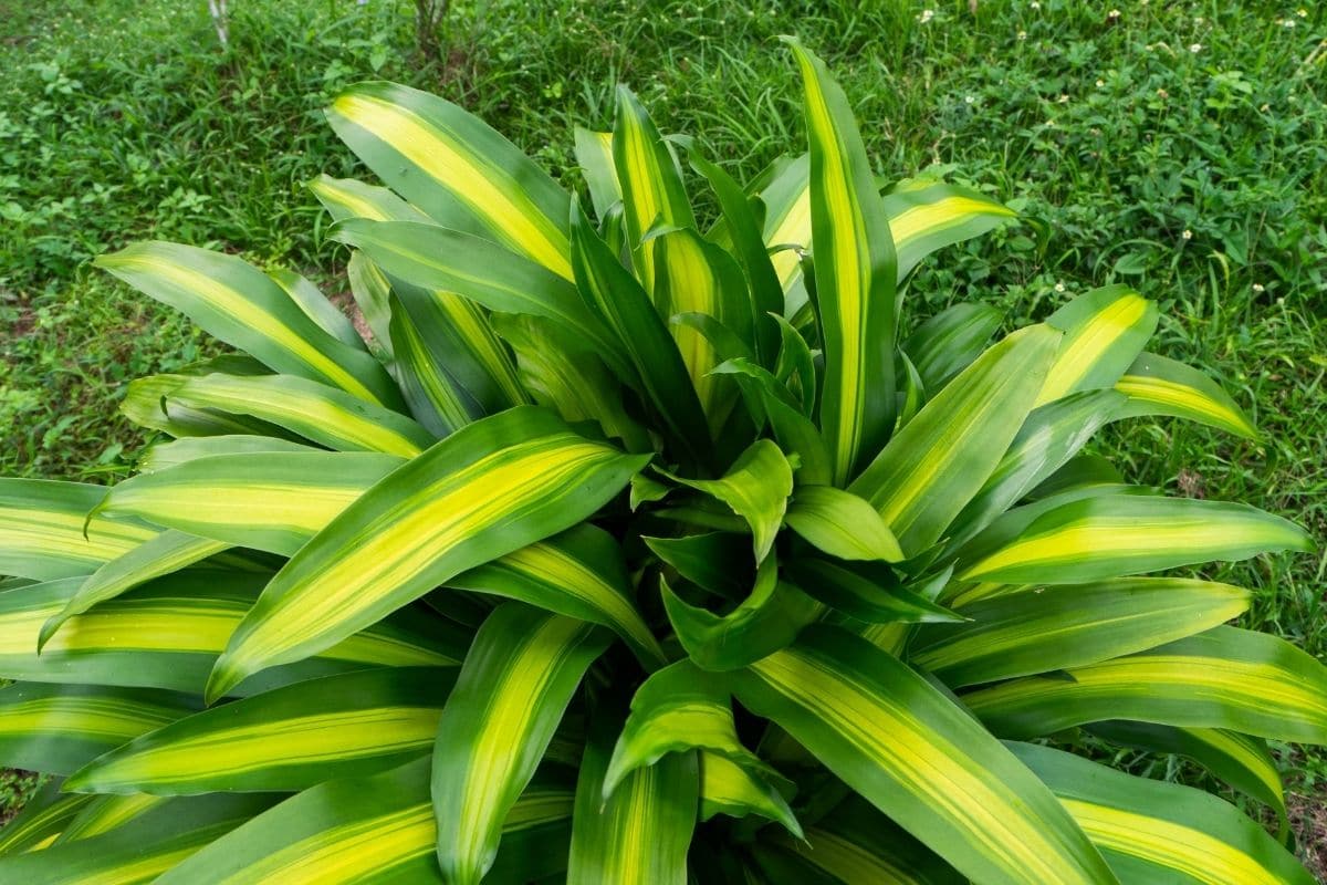 Dracaena Massangeana Mass Cane