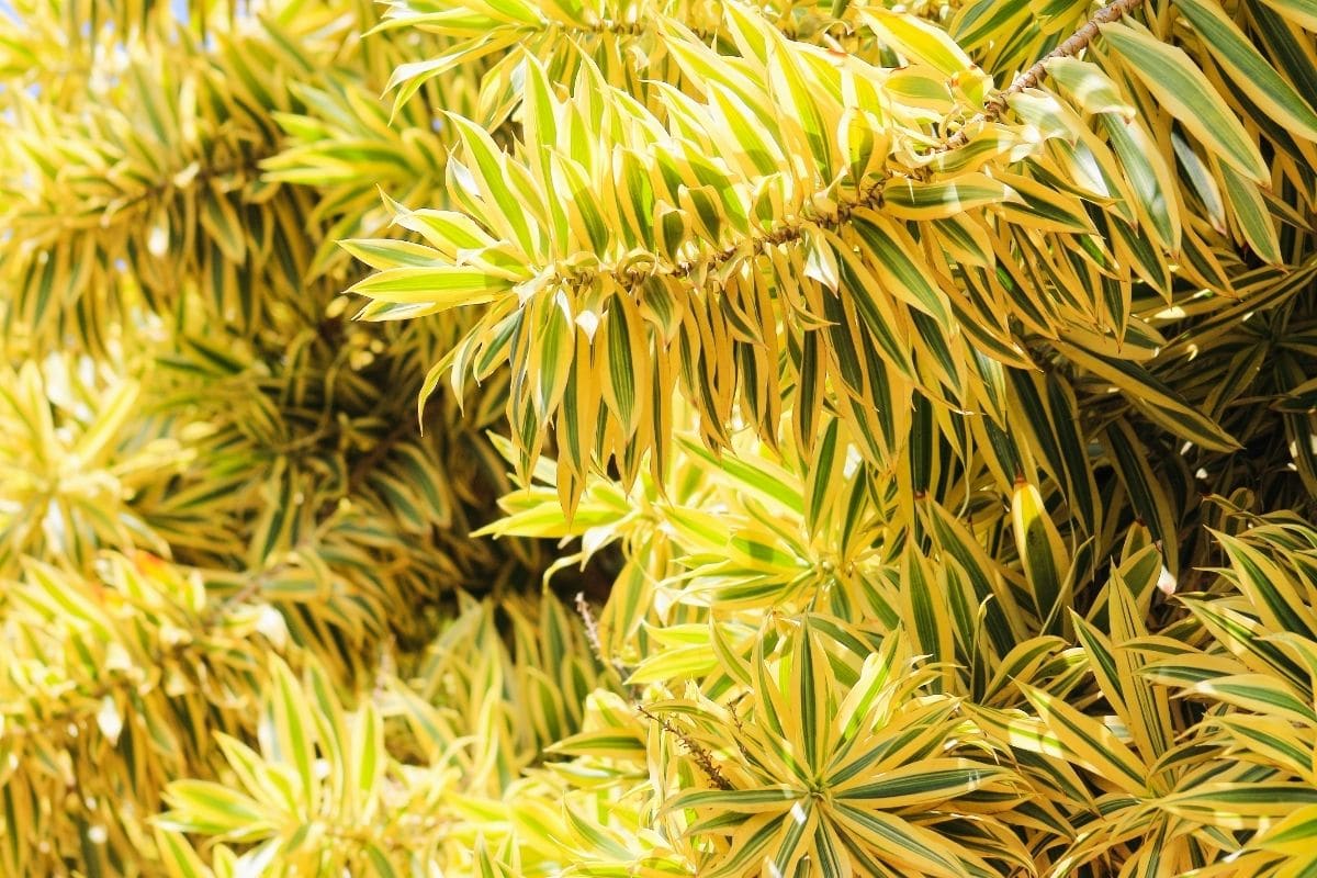 Dracaena Song Of India Dracaena Reflexa Variegata