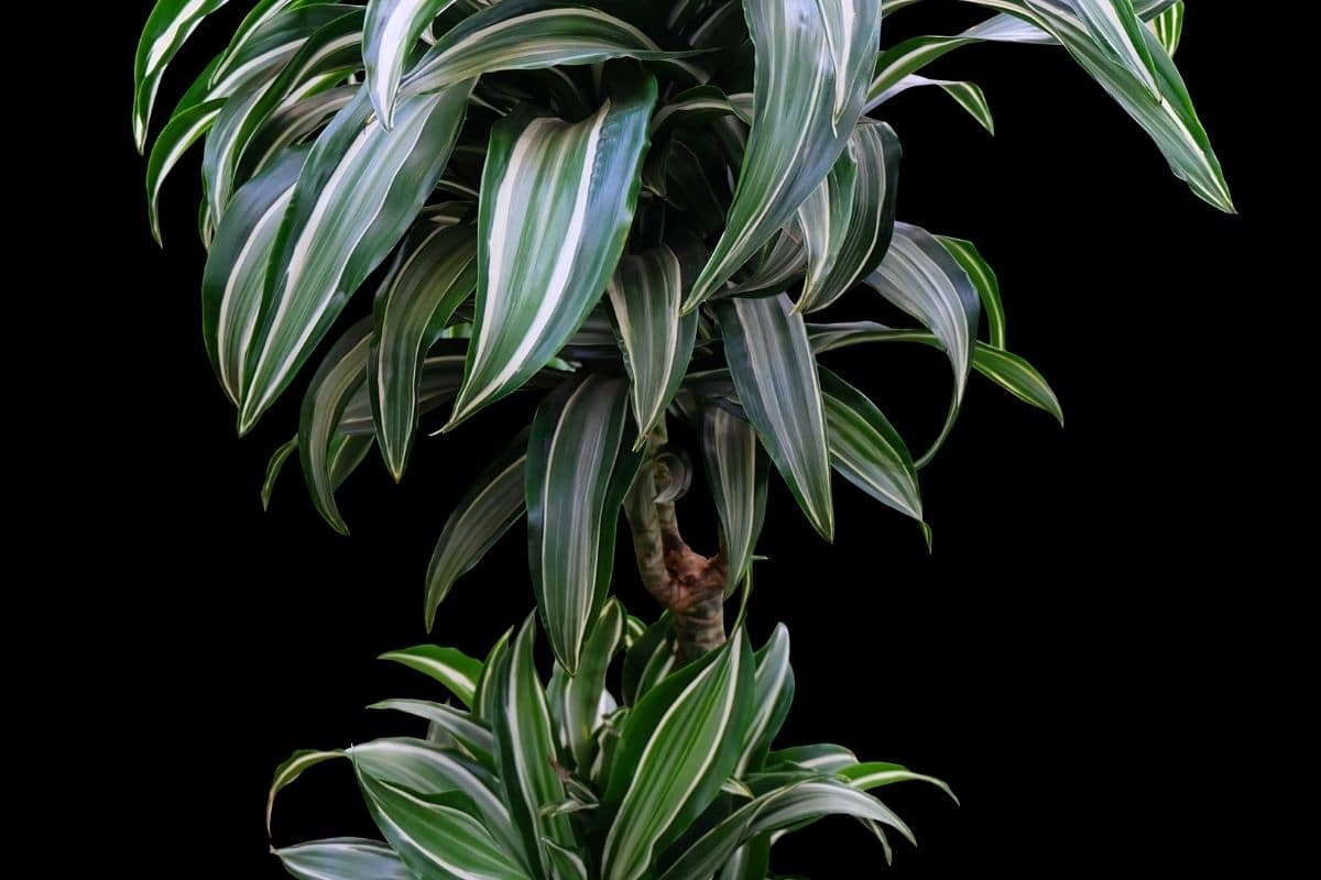 Dracaena ‘Janet Craig Dracaena Fragrans ‘Janet Craig