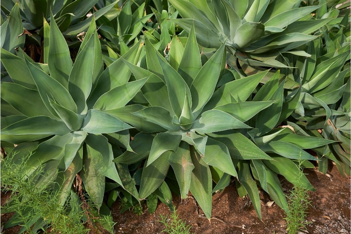 Fox Tail Agave Agave Attenuata