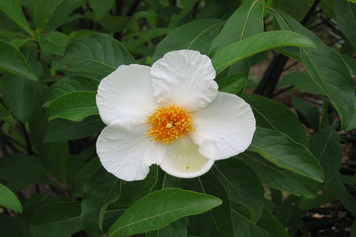 Franklin Tea Flower