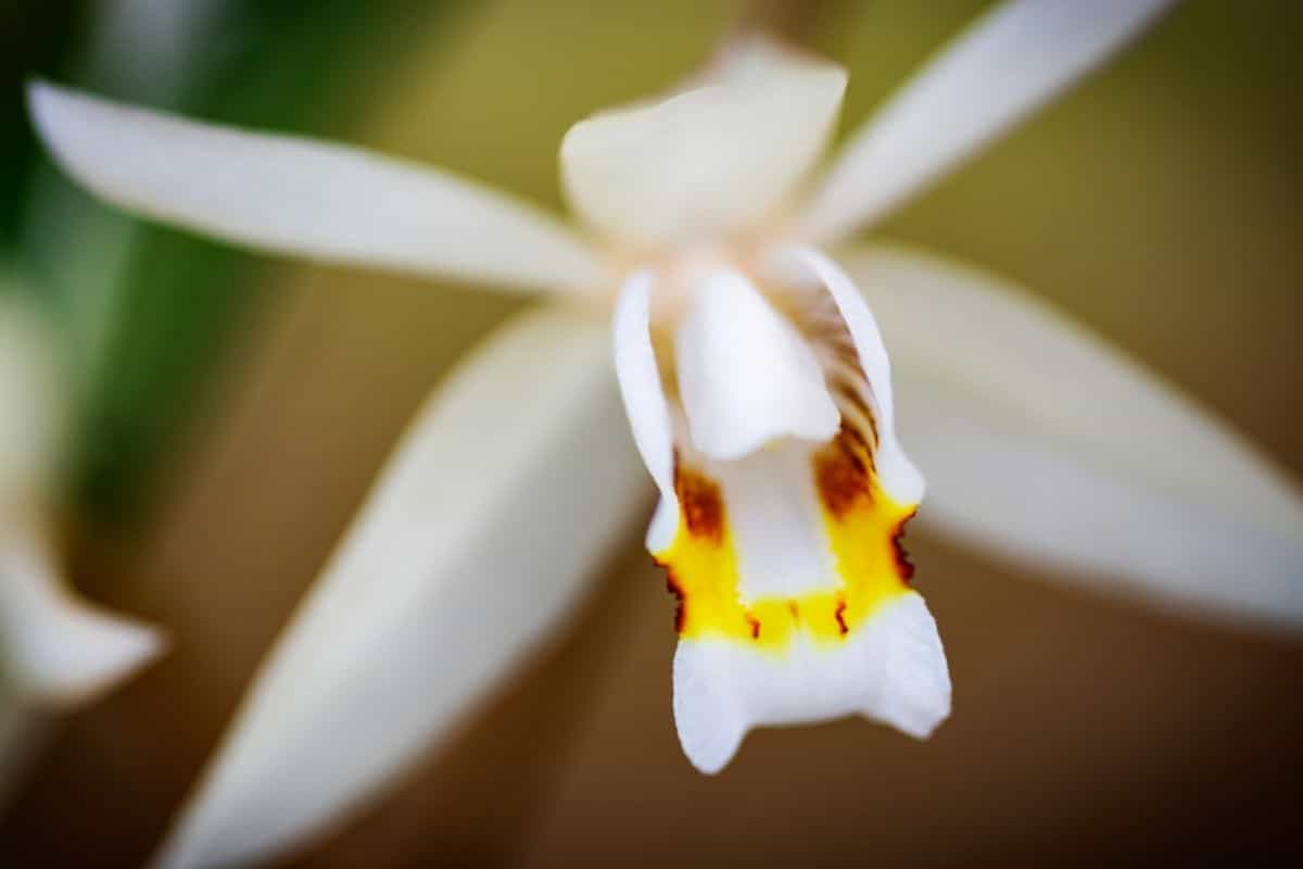 Ghost Orchid