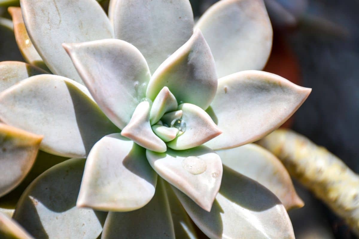 Ghost Plant Graptopetalum Paraguayense