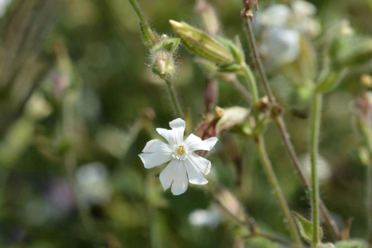 Gibraltar Campion