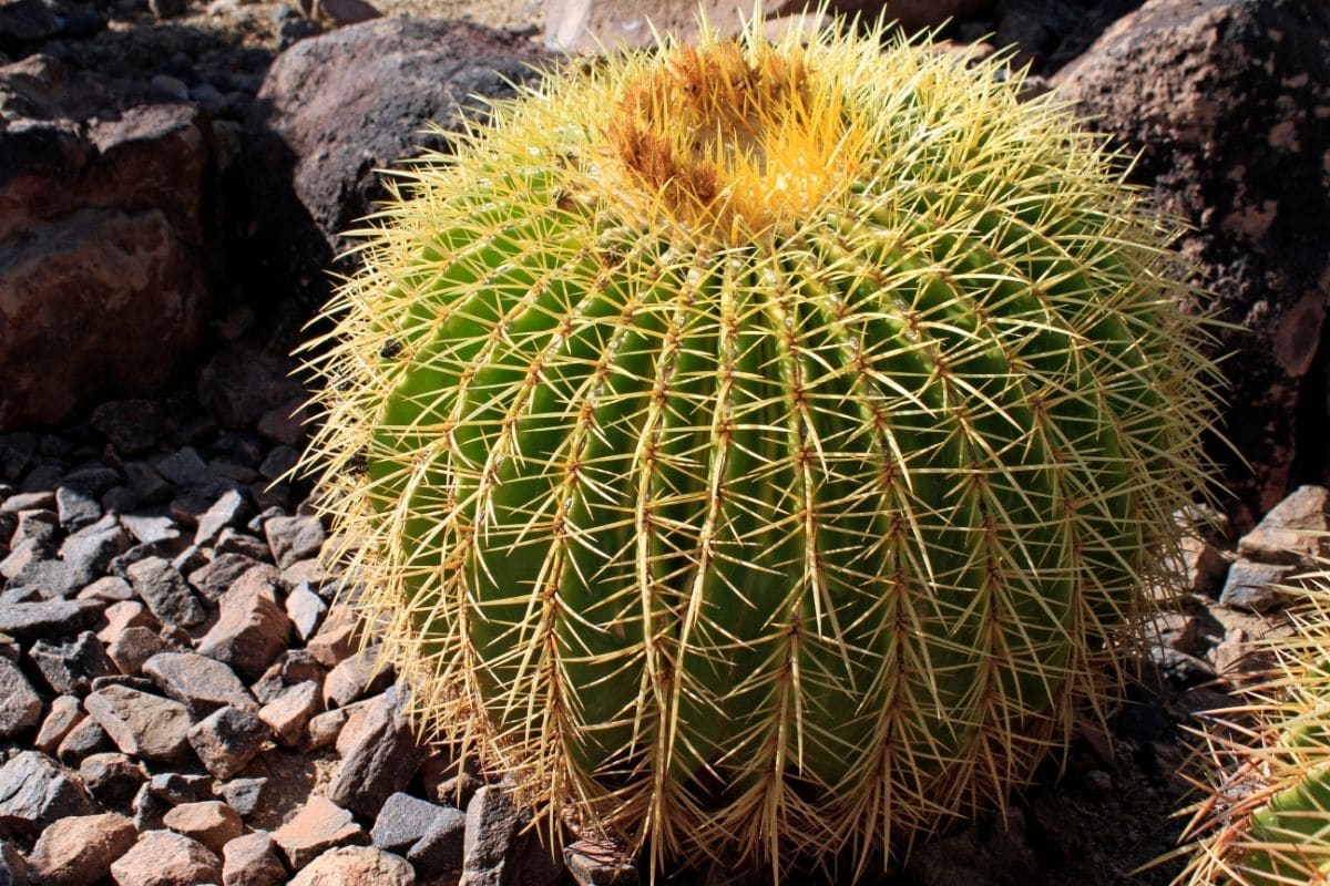 Golden Barrel Cactus Echinocactus Grusonii