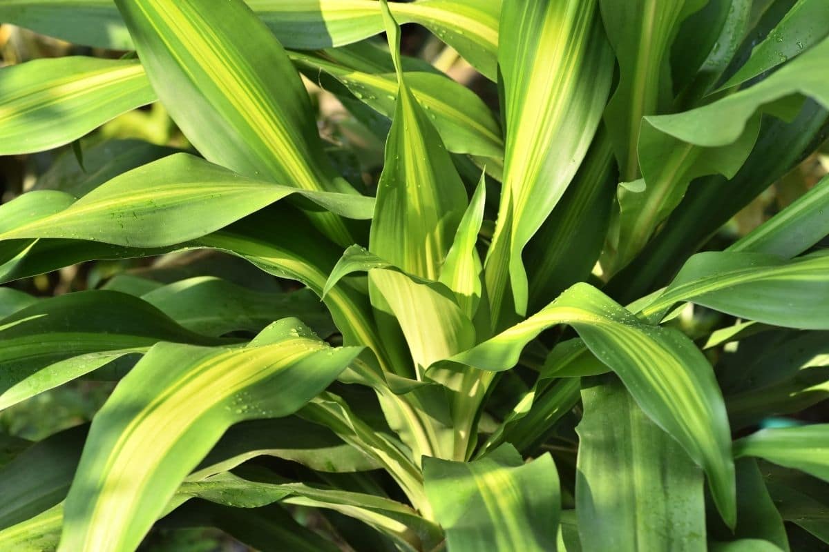 Hawaiian Sunshine Dracaena Dracaena Fragrans Hawaiian Sunshine