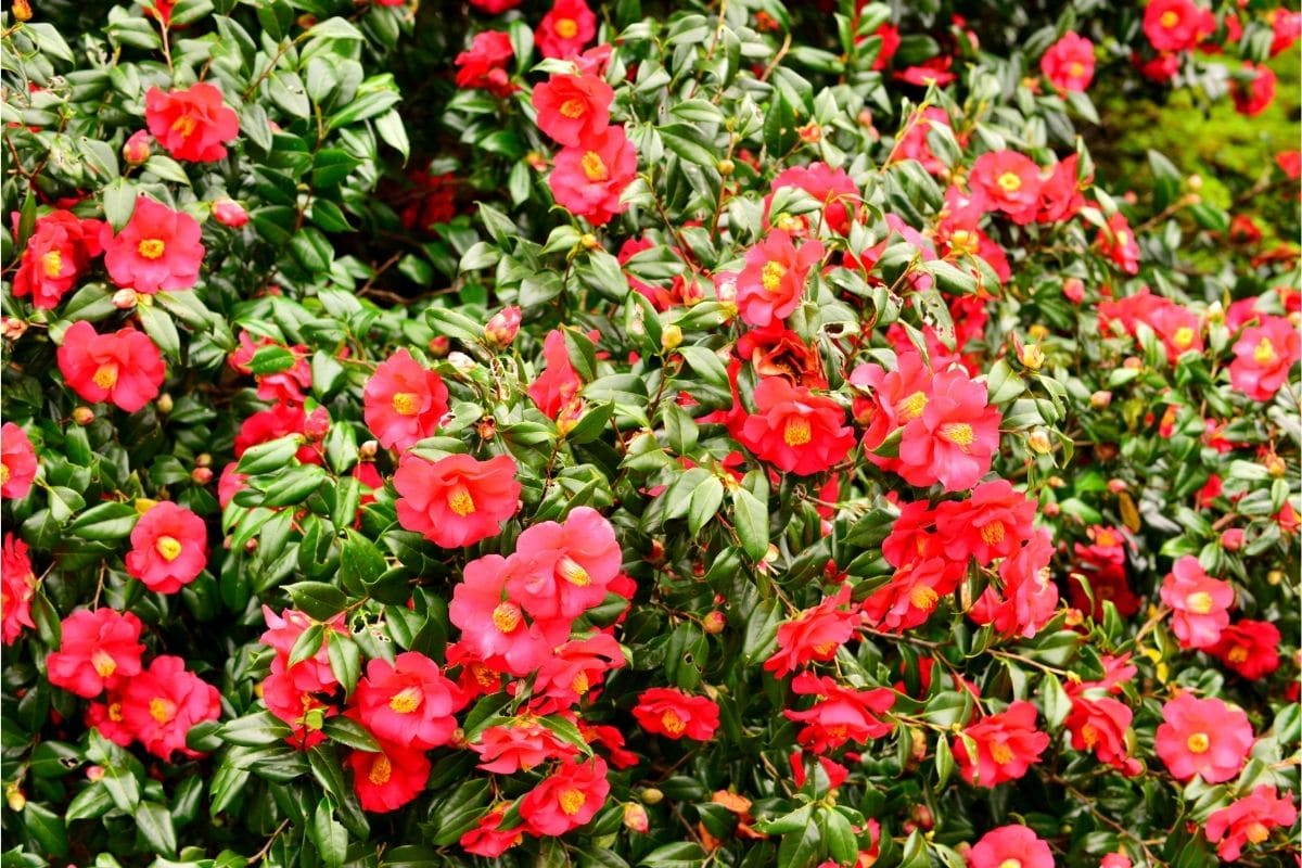 How Can You Grow Your Own Camellia Flowers