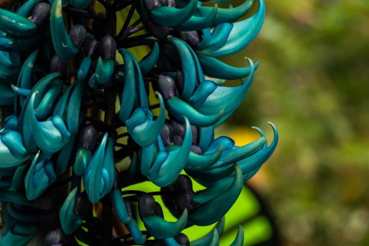 Jade Vine