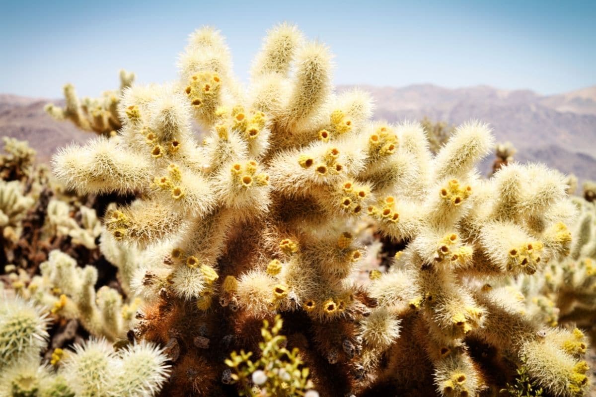 Jumping Cholla Cylindropuntia Fulgida