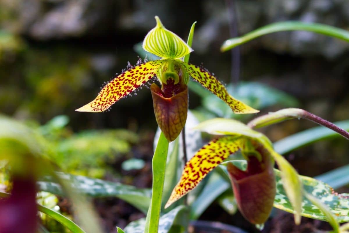 Ladys Slipper Orchid