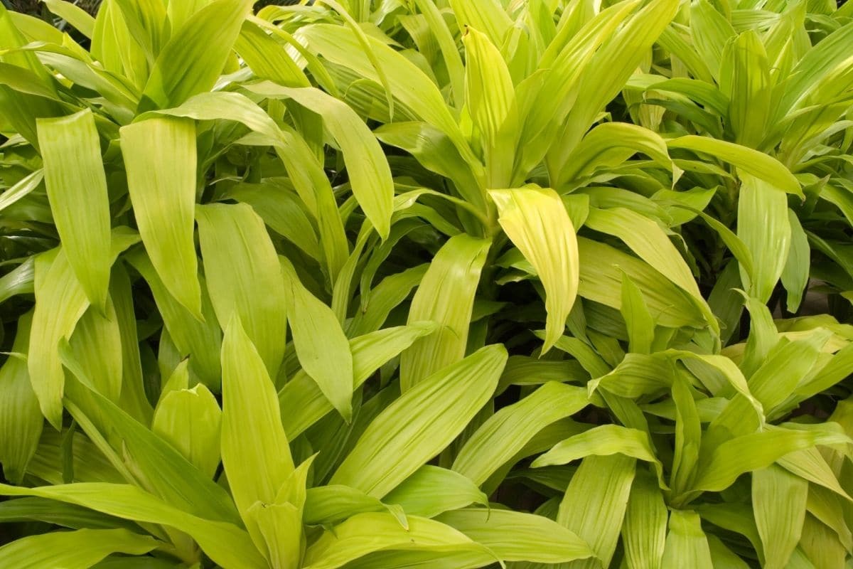 Limelight Dracaena Dracaena Fragrans Limelight