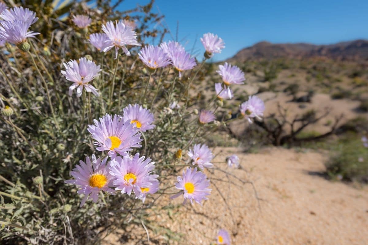 Mojave Aster Xylorhiza Tortifolia