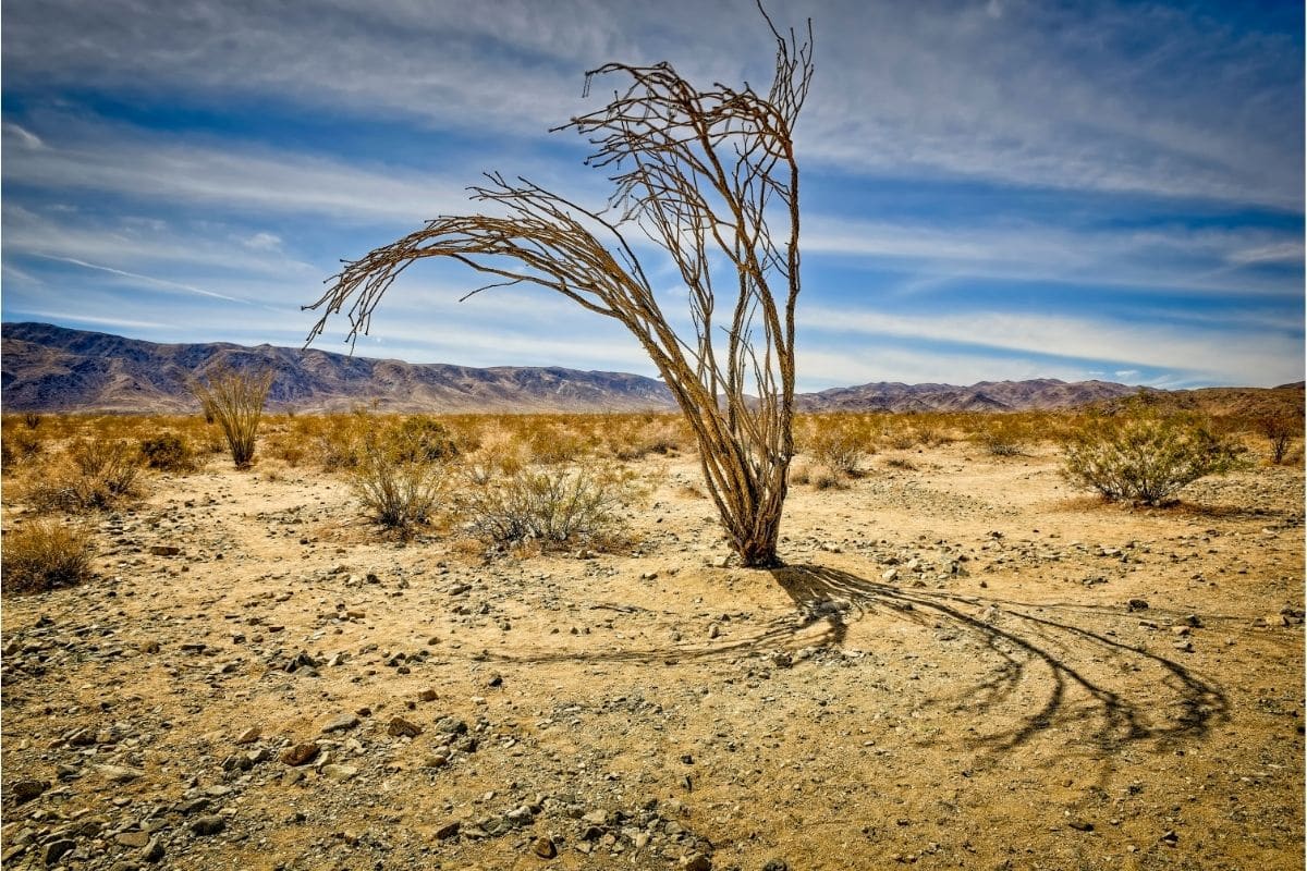 Ocotillo Fouquieria Splendens