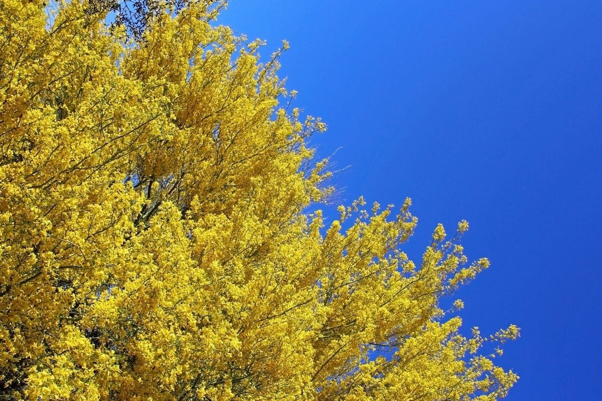 Palo Verde Parkinsonia