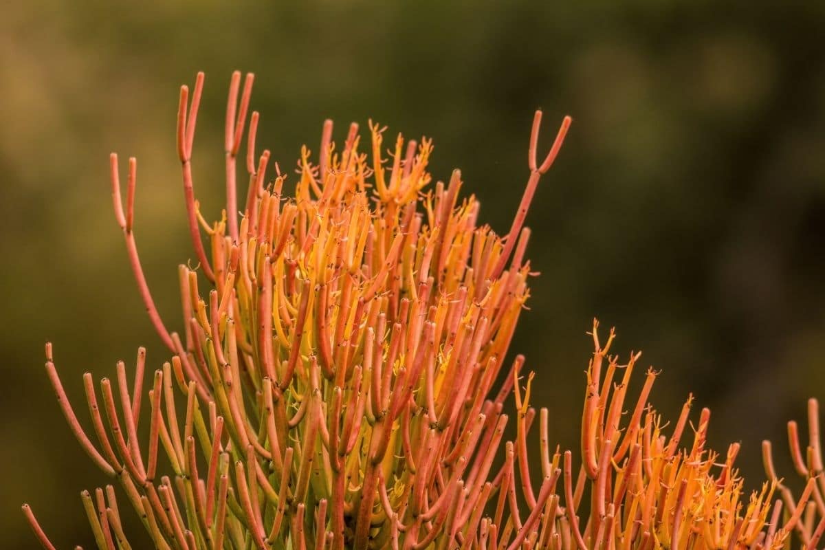 Pencil Plant Euphorbia Tirucalli