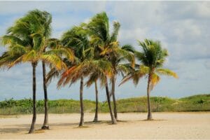 Popular Types Of Palm Trees With Identification Guide