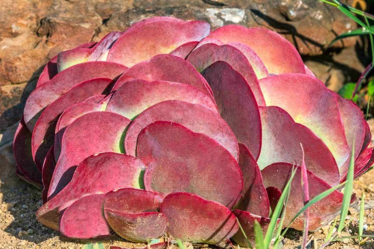 Red Pancake Kalanchoe Thyrsiflora