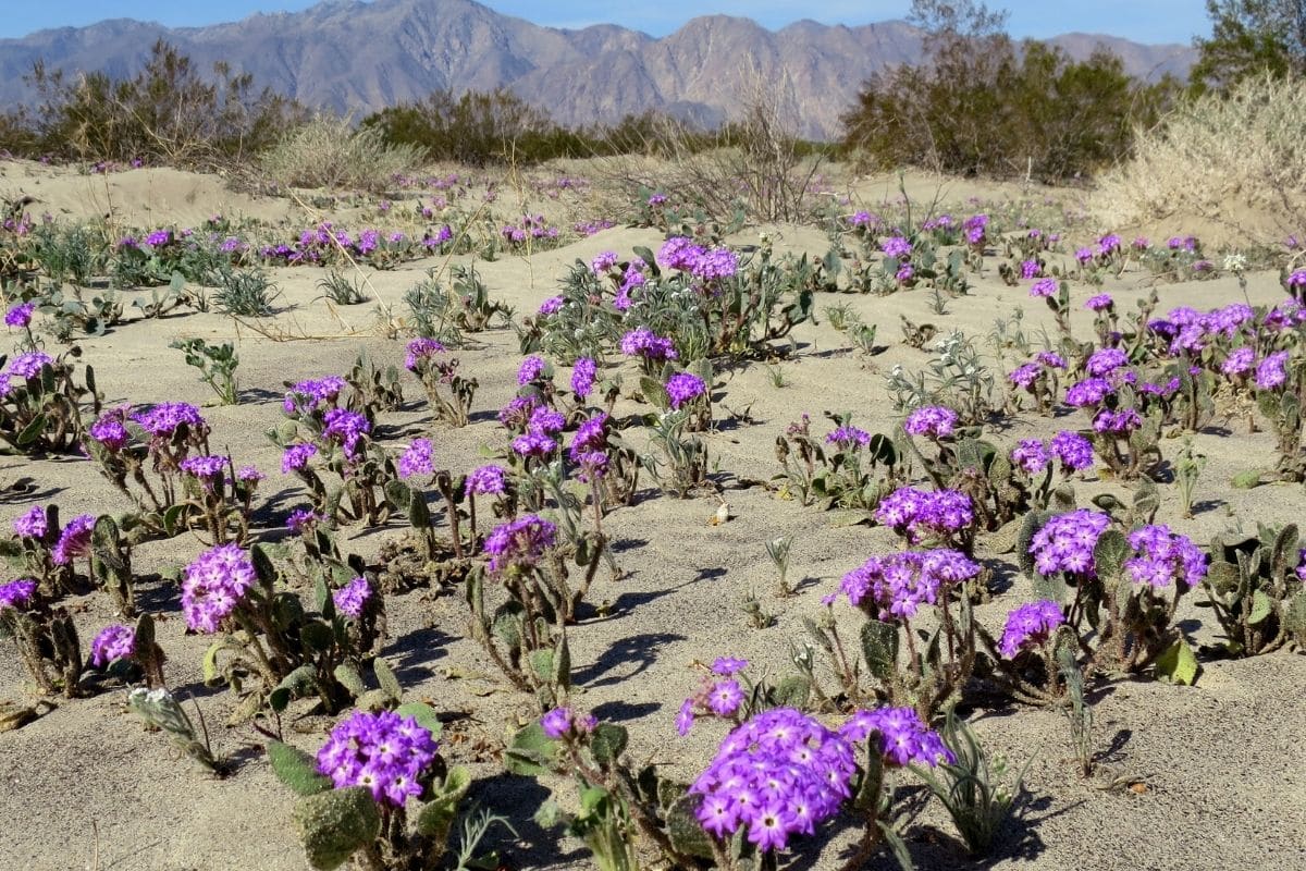 Sand Verbena Abronia