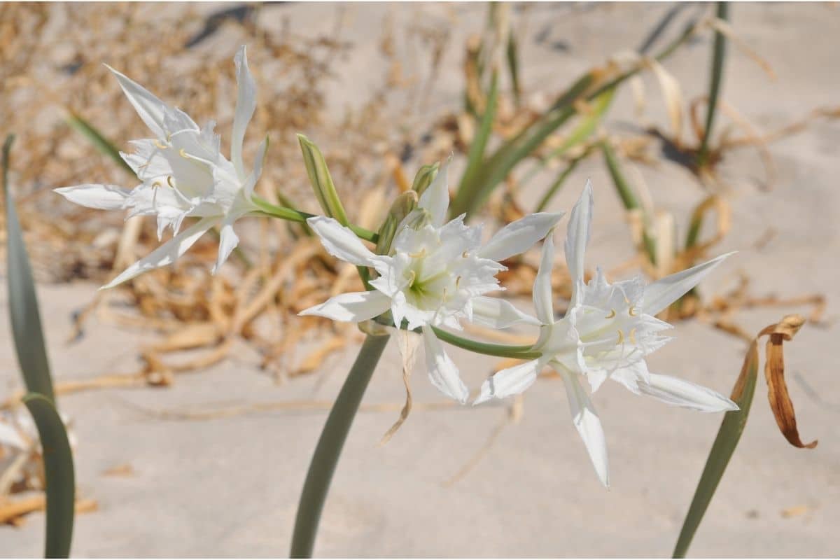 Sea Daffodil