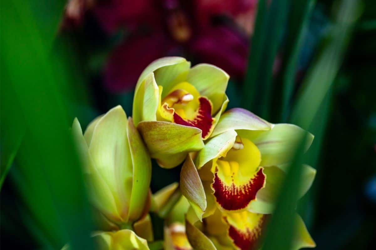 Shenzen Nongke Orchid