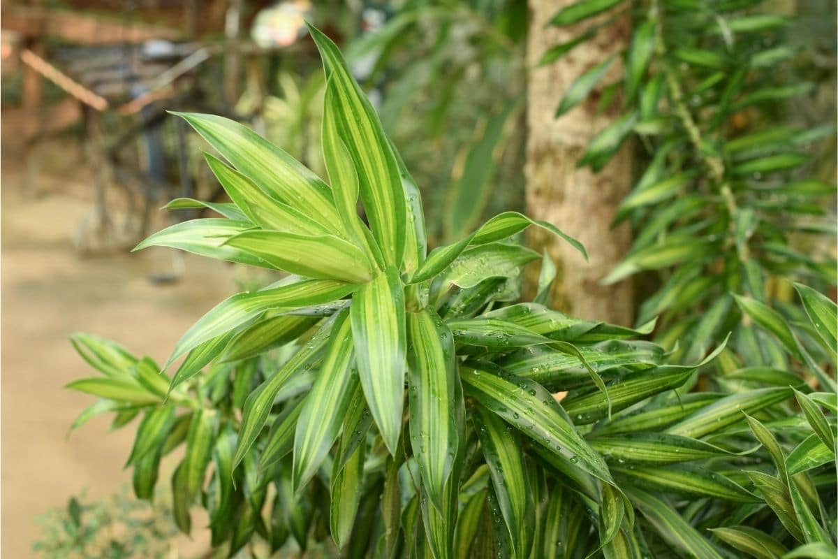 Song Of Jamaica Dracaena Dracaena Reflexa Song Of Jamaica