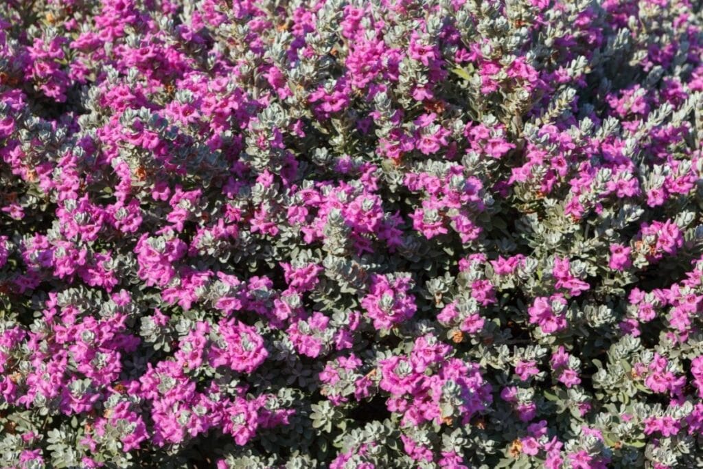 25 Desert Plants (With Pictures and Names) Flower Glossary