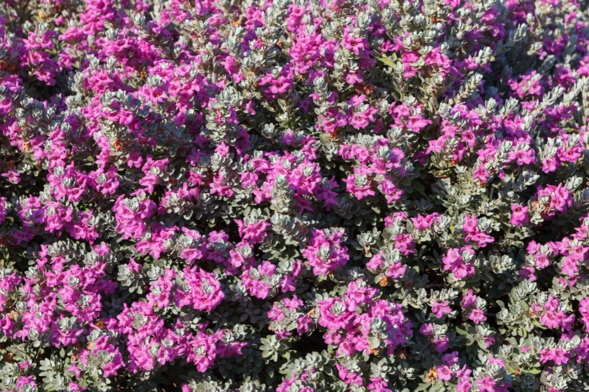 Texas Sage Leucophyllum Frutescens