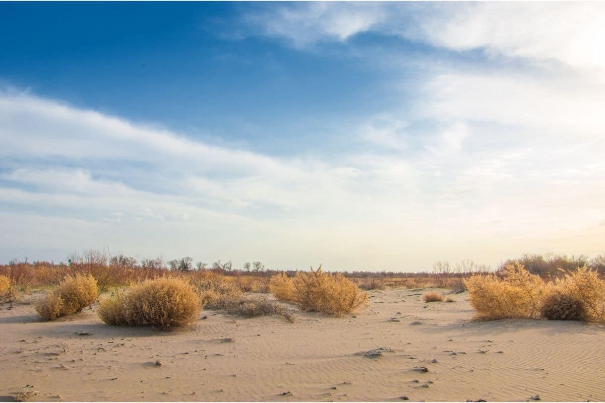 Tumbleweed Salsola Tragus