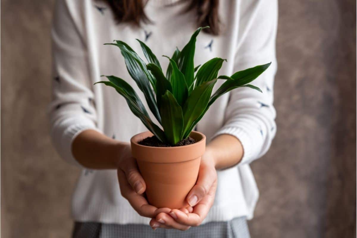 Types Of Dracaena With Care Guide Pictures