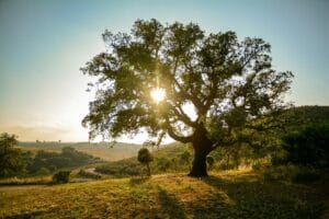 Types of Oak Trees with Their Bark and Leaves Identification Guide