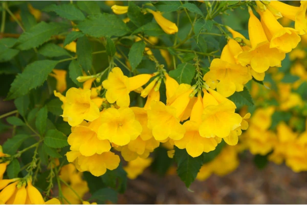 Yellow Bells Tecoma Stans